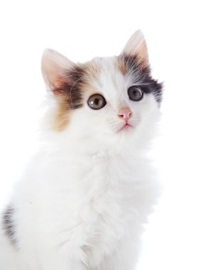 portre renkli lekeler ile beyaz bir kedi