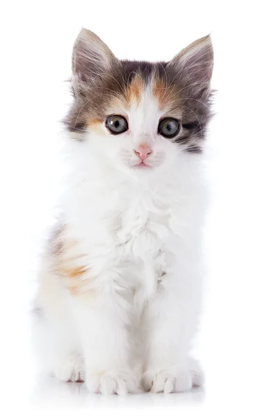 Mały kotek — Zdjęcie stockowe