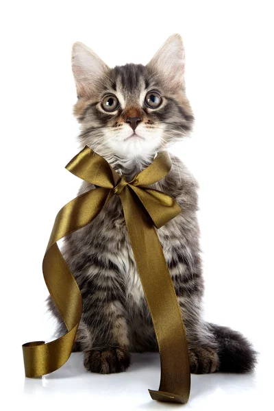 Pruhované chlupatou kočičku s lukem — Stock fotografie