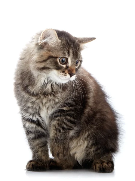 Striped small cat sits – stockfoto