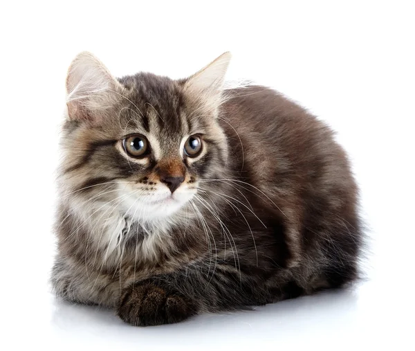 Striped fluffy kitten lies on a white background — Stock Photo, Image