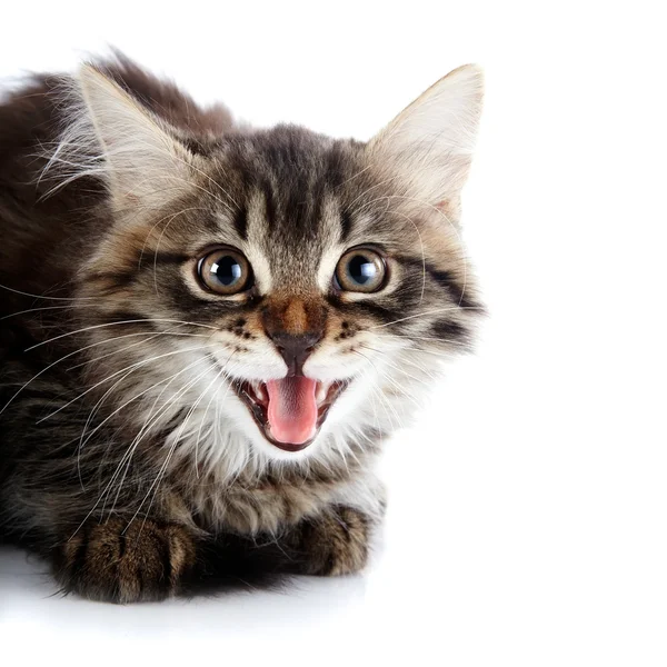 Portrait of a striped fluffy hissing kitten — Stock Photo, Image