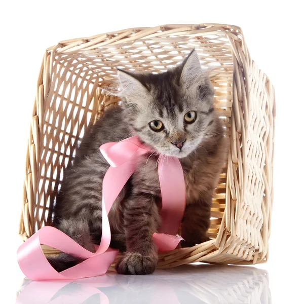The cat with a pink bow sits in a wattled basket. — Stock Photo, Image
