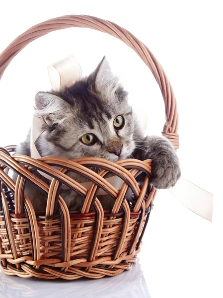 Cat in a wattled basket plays with a tape. — Stock Photo, Image