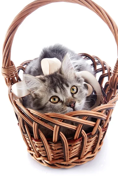 Striped cat with a tape in a wattled basket. — Stock Photo, Image