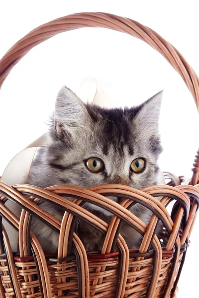 The striped cat looks from a wattled basket. — Stock Photo, Image