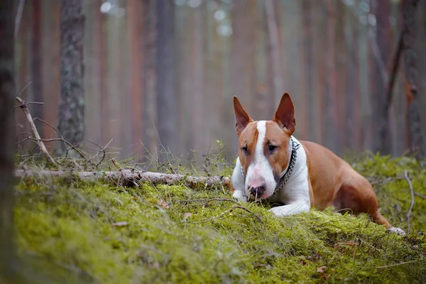 O inglês red bull terrier na madeira — Fotografia de Stock