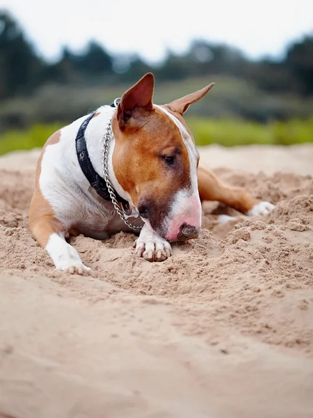 Bullterrier ligger på sand. — Stockfoto