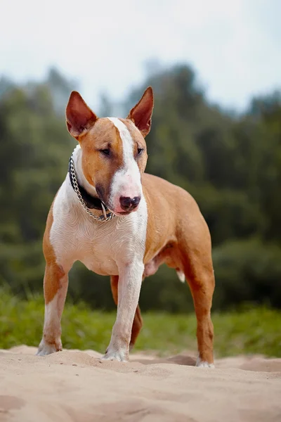 Red bull terrier. — Stock Photo, Image