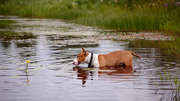 Inglese red bull terrier nel lago con un fiore — Foto Stock