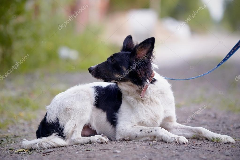 Chien Noir Et Blanc Se Trouve Sur La Terre Photographie