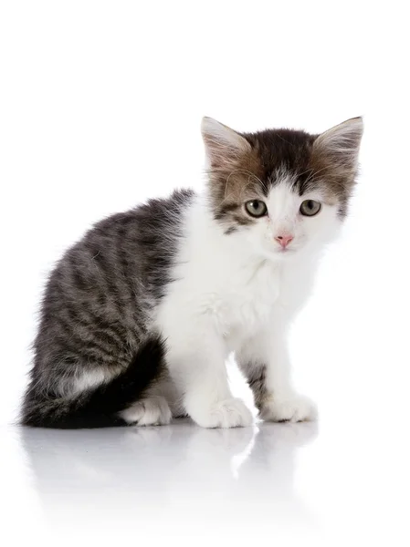 Gatito pequeño sobre un fondo blanco. — Foto de Stock