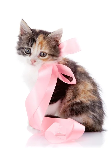 Il gattino multicolore con un nastro rosa siede — Foto Stock