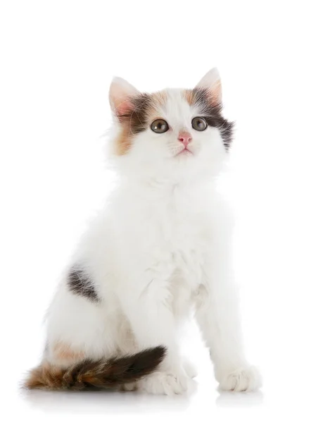 Das weiße Kätzchen mit Farbflecken sitzt auf weißem Hintergrund. — Stockfoto