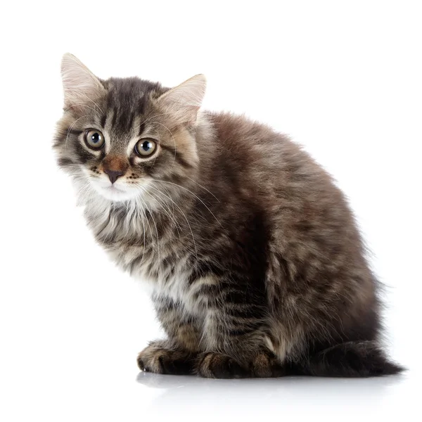 Gestreifte flauschige Katze sitzt — Stockfoto