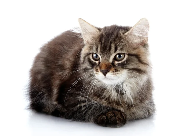 Striped fluffy kitten lies — Stock Photo, Image