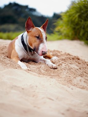 Kırmızı İngiliz bull terrier kum üzerinde yer alır..