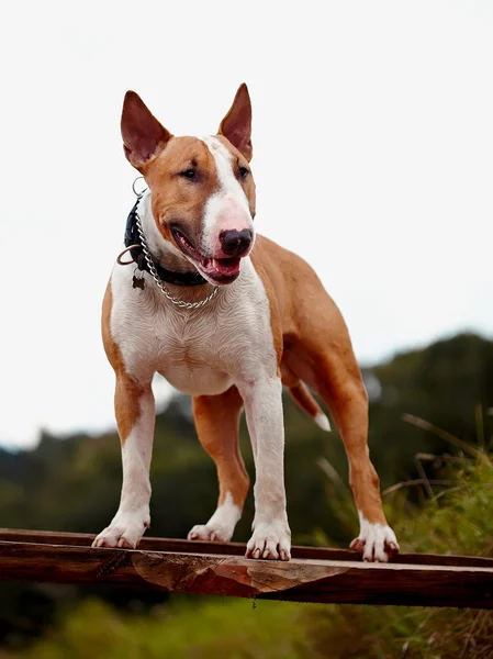Red English bull terrier. — Stock Photo, Image