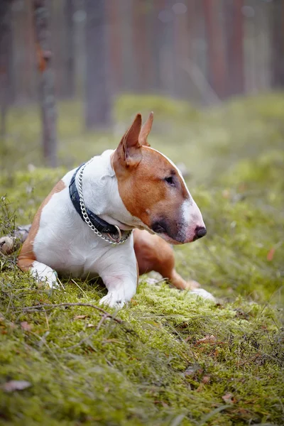 O terrier inglês vermelho do touro encontra-se na madeira — Fotografia de Stock