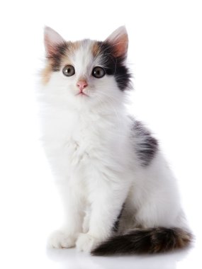 renkli noktalar ile beyaz kedi