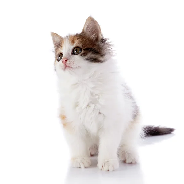 Pequeno gatinho senta-se em um fundo branco . — Fotografia de Stock