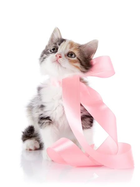 Gattino multicolore con nastro rosa — Foto Stock
