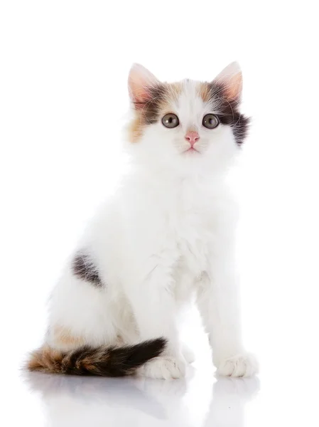 Das weiße Kätzchen mit Farbflecken sitzt — Stockfoto
