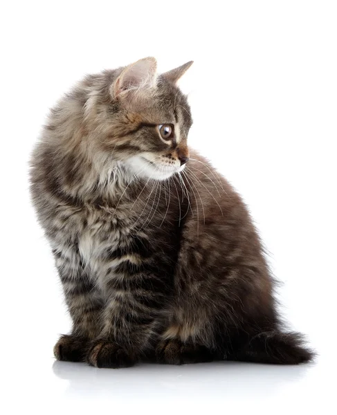 줄무늬 솜 털 고양이 — 스톡 사진