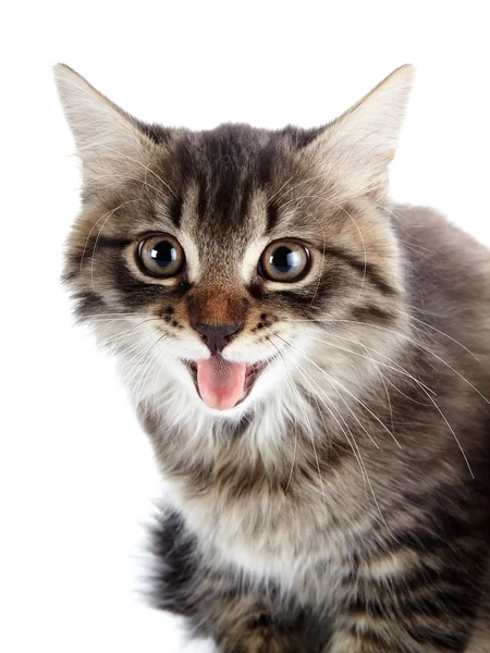 Portret van een gestreepte sissende kitten — Stockfoto