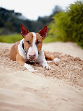 İngiliz bull terrier kum üzerinde yer alır..