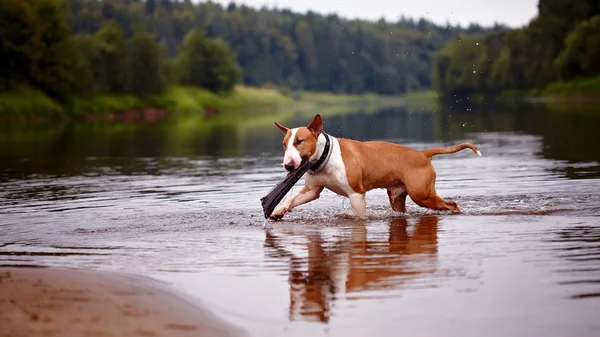 Il rosso inglese bull terrier gioca con un bastone nel fiume — Foto Stock