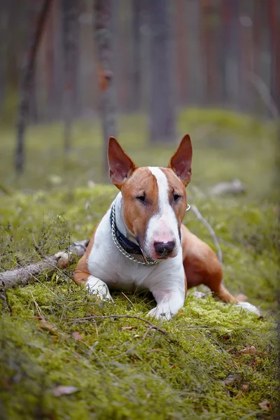 O inglês bull terrier na madeira — Fotografia de Stock