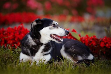 köpek kırmızı çiçekler karşı bir çim üzerinde yalan.