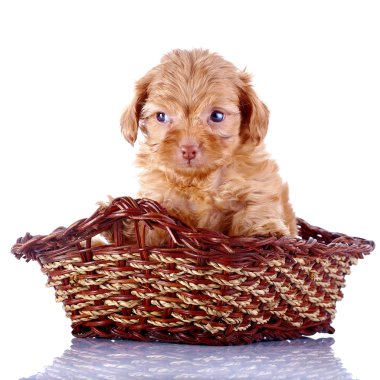 gerdanlı sepet içinde dekoratif bir köpek, küçük kırmızı güzel köpek yavrusu.