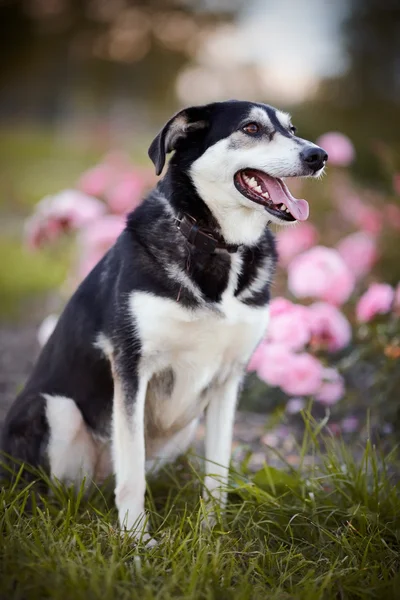 O cão senta-se em uma grama . — Fotografia de Stock