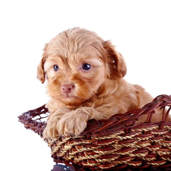 Retrato de um pequeno cachorro de um cachorrinho decorativo em uma cesta wattled . — Fotografia de Stock