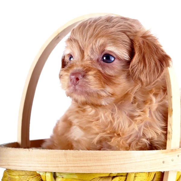 Retrato de um cachorro de um cachorrinho decorativo em uma cesta amarela . — Fotografia de Stock