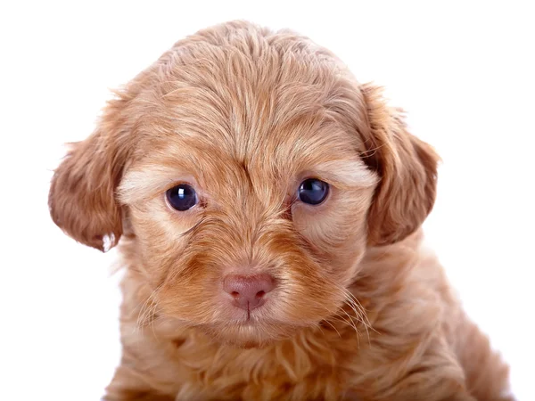 Retrato de un cachorro rojo — Foto de Stock