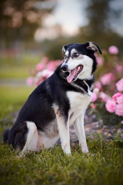 köpek çim üzerinde oturur.
