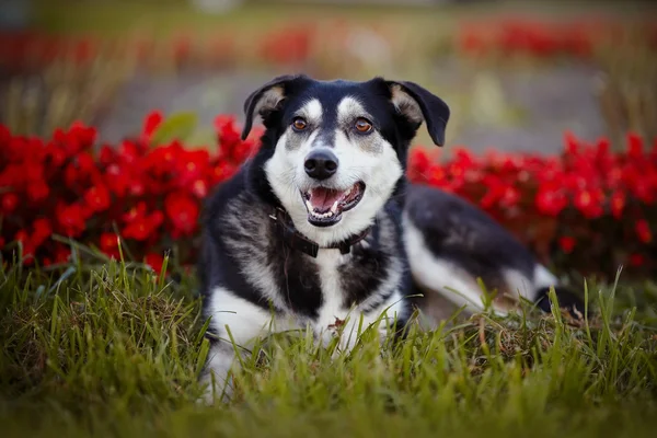 De hond ligt op een gras tegen rode bloemen. — Stockfoto