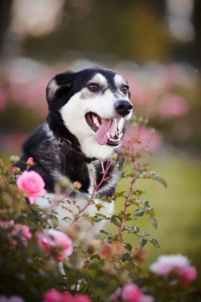 Portrait of a dog in roses. — Stock Photo, Image