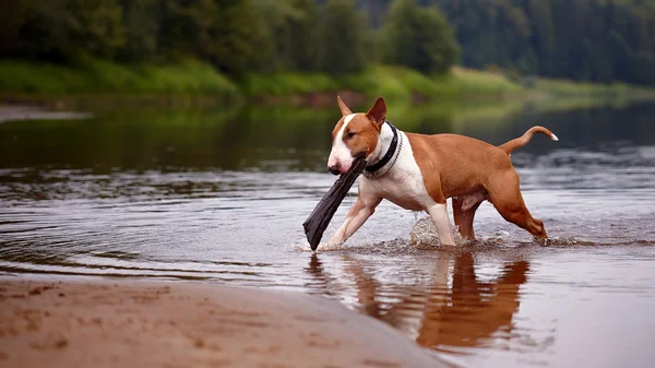 Engelsk bullterrier spelar med en pinne i floden — Stockfoto