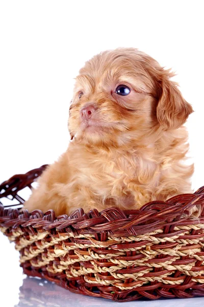 Piccolo cesto per cuccioli . — Foto Stock