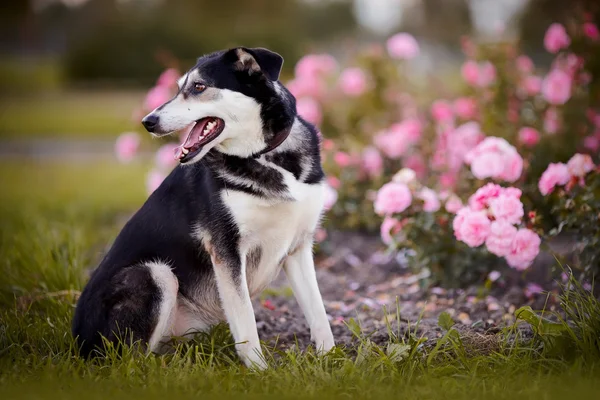 Pies siedzi w pobliżu rosebush. — Zdjęcie stockowe