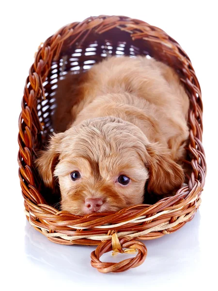 Red puppy of a decorative doggie in a wattled basket. — Stock Photo, Image