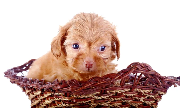 Portrait of a red puppy of a decorative doggie in a wattled basket. — Stock Photo, Image