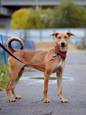 yolda kırmızı değil köpek maliyeti.