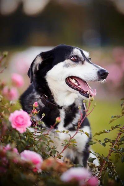 Portret van een hond in rozen. — Stockfoto