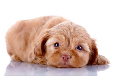 Dekoratif köpek kırmızı köpek beyaz bir arka plan üzerinde yatıyor.