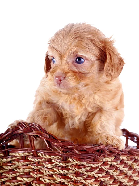 Piccolo cucciolo rosso di un cagnolino decorativo in un cesto wattled . — Foto Stock